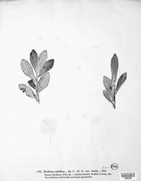 Puccinia phragmitis image